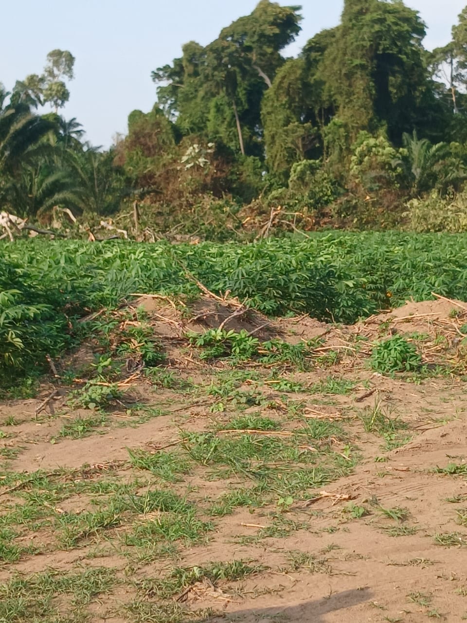 Urgent/ Km 17 : La mafia du foncier s’attaque aux parcelles du CNRA, menace sur la recherche agricole