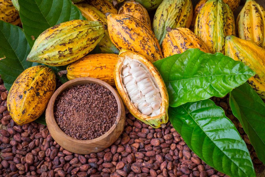 Filière café – cacao : le gout amer d’un rattrapage tardif