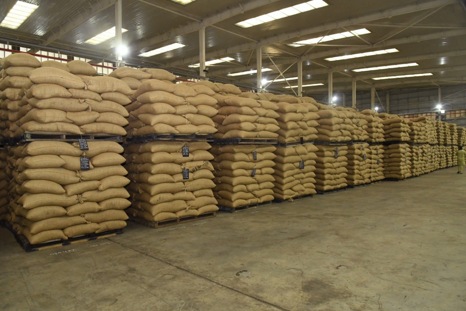 Cacao – campagne intermédiaire : comment les opérateurs nationaux ont été éjectés du circuit.